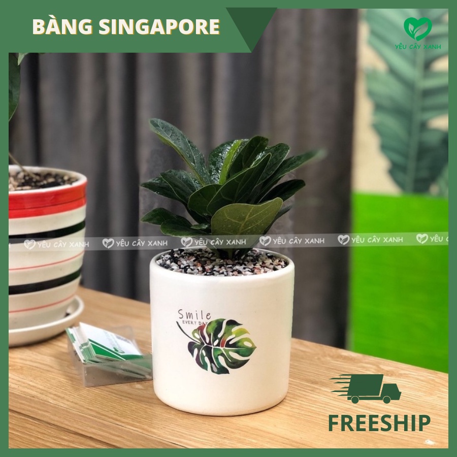 Cây Bàng Singapore để bàn