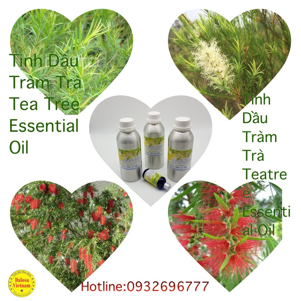 Tinh dầu tràm trà úc 10ml