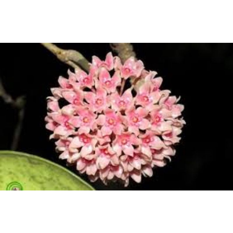 Cẩm cù Hạnh hoa thơm
