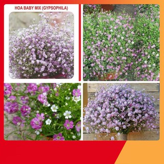 Hạt giống Hoa Baby mix nhiều màu hat giong hoa baby