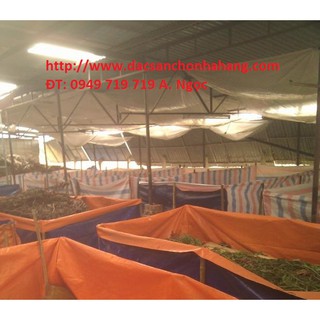 Ổ Trứng Dế Thái