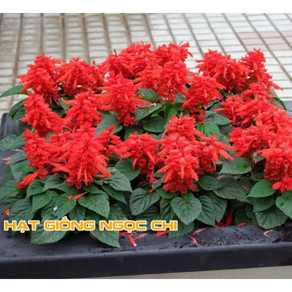 Hạt Giống Hoa Xác Pháo Đỏ - 50 Hạt