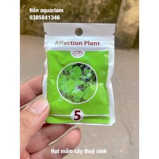 Bộ hạt mầm cây thuỷ sinh thần thánh. hạt giống thuỷ sinh tự gieo