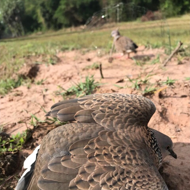 Bội Úp Chim Cu Gáy Siêu Rẻ