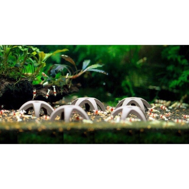 Đồ Chơi Tép | Sao Biển - Trang Trí Hồ Tép (1 cái)