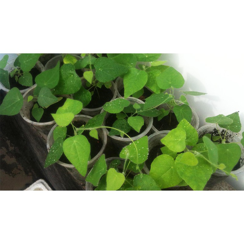 Hạt Giống Sương Sâm Lông [Gói 15 Hạt]
