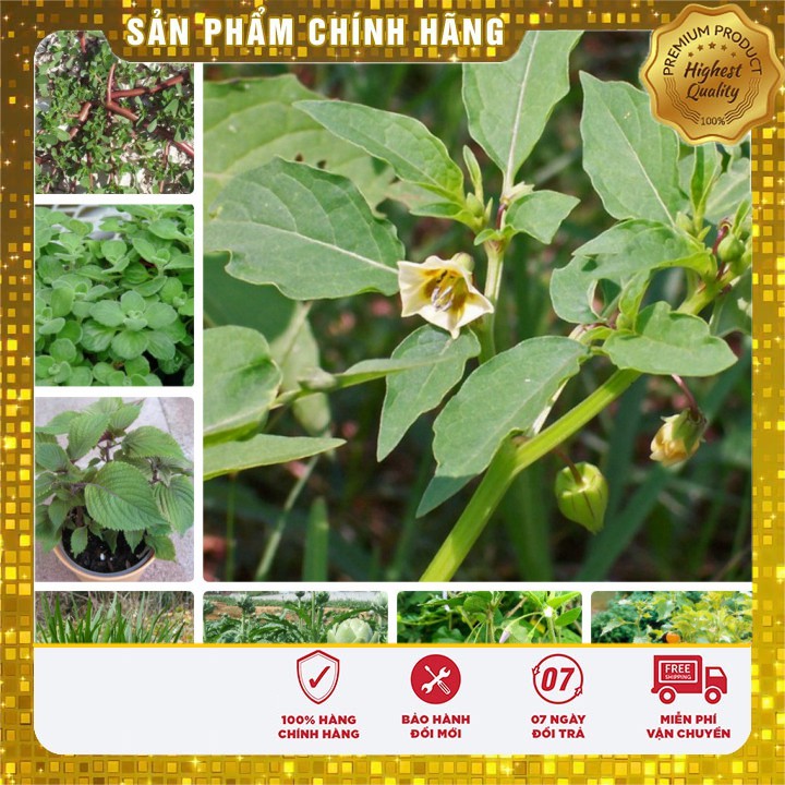 COMBO 09 loại cây hạt giống vị thuốc Việt Nam cho gia đình