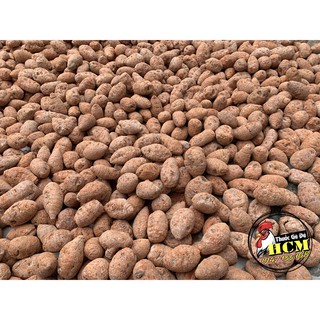 Củ Nghệ Đỏ (Nghệ Xà Cừ) Cho Gà Đá Cao Cấp