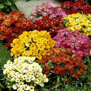 Hạt giống hoa Cúc Nemesia Mix