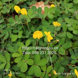 Hạt giống cây Lạc dại 50g