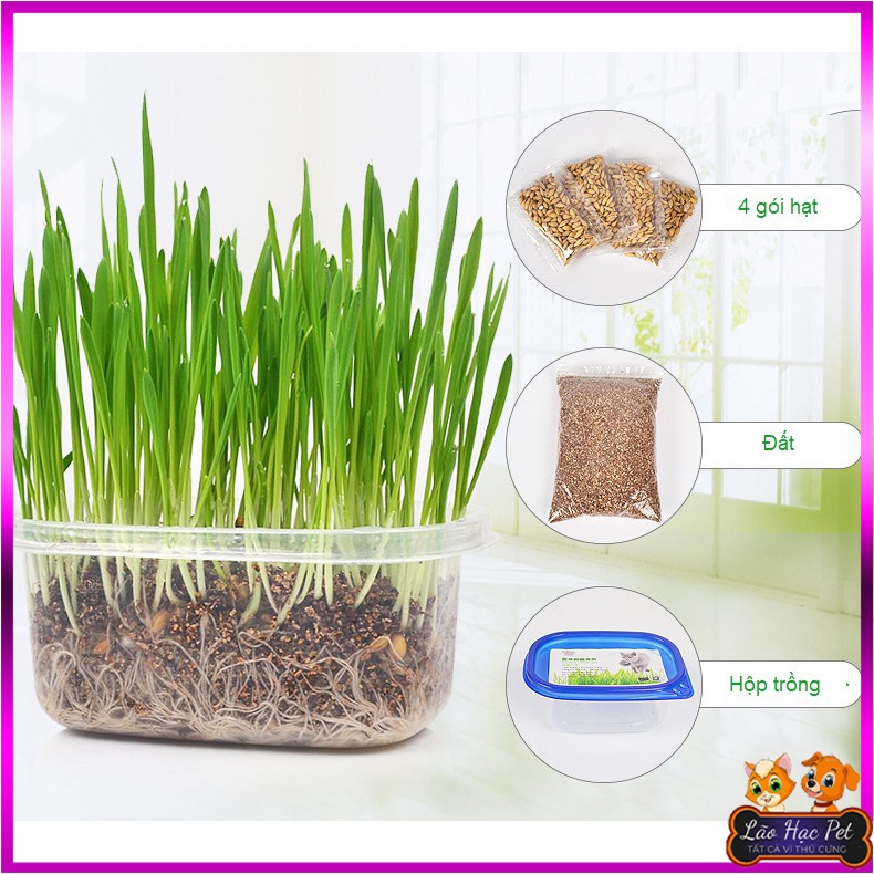 BỘ KIT TRỒNG CỎ CHO MÈO - HẠT LÚA MẠCH