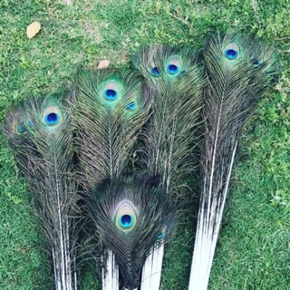 lông công - lông rìa 80cm loại 1