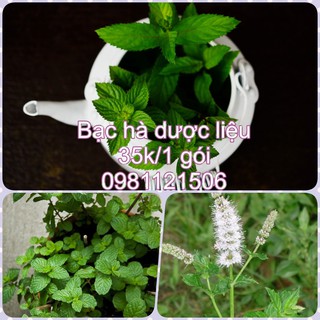 Hạt giống bạc hà dược liệu. Combo 2 gói tặng 2 viên nén ươm hạt và kích mầm.