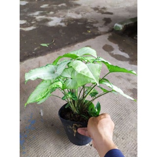 Trầu bà trắng