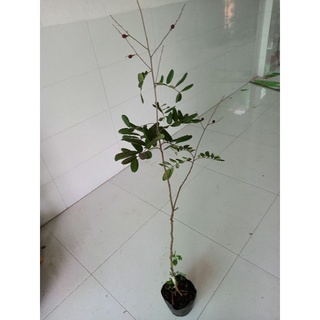 nhãn xuồng tím mau cho trái
