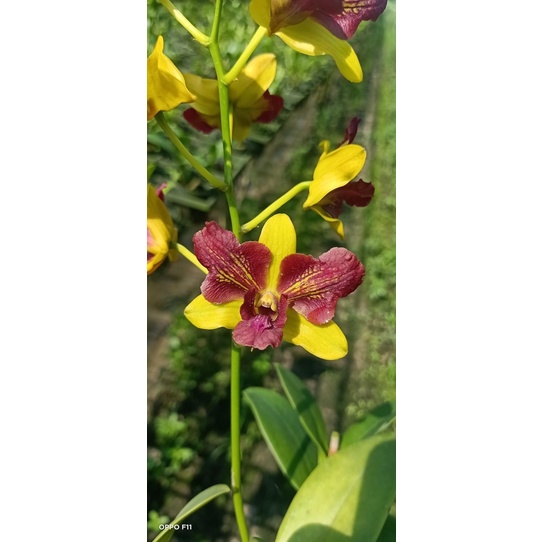 Hoa lan dendro ba đỏ ba vàng cây tơ đẹp chuẩn hoa