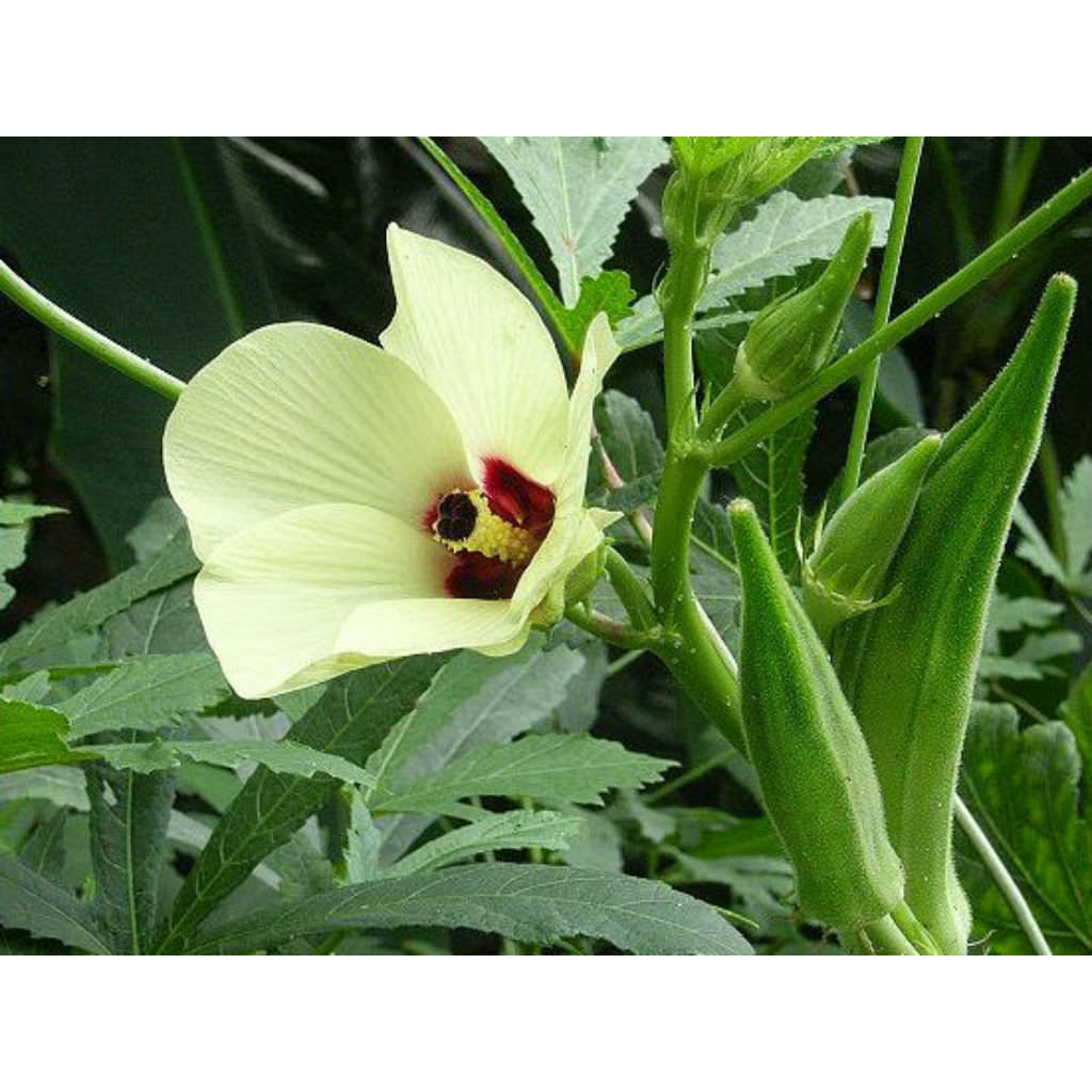 Hạt giống - Hạt giống rau lai đậu bắp xanh F1 Bendi - Thu hoạch sau 50 ngày 20h