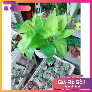 Chậu Trầu Bà Thái Vàng Ưa Thích