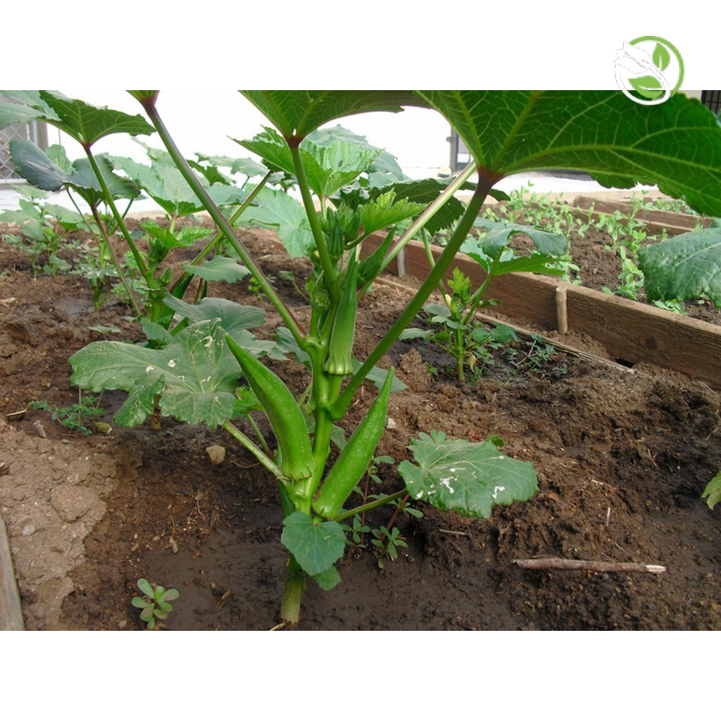Hạt Giống Đậu Bắp Năm Cạnh Trái Trắng Cây Lùn Phú Nông - Gói 10g - Okra