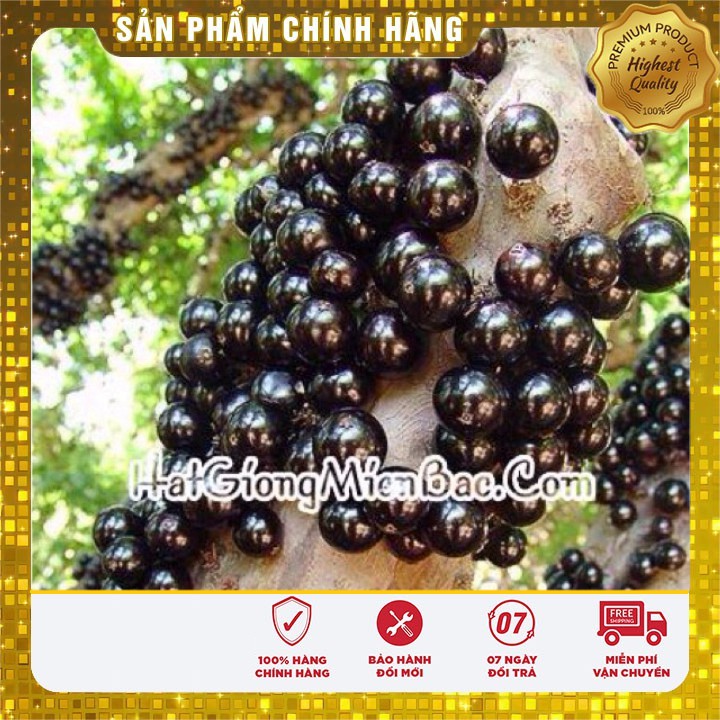 Hạt Giống Nho Thân Gõ LUCKY SEEDS  (3 hạt)