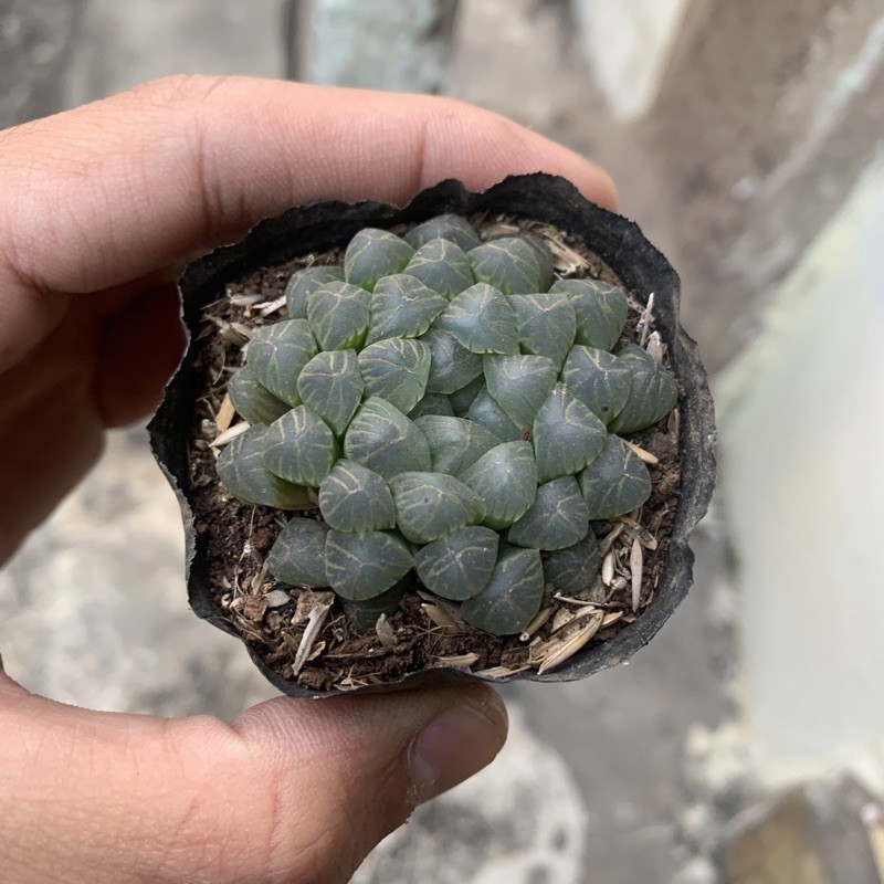 Sen Đá Kim Cương - Haworthia Cooperia  Full Size đã thuần khí hậu