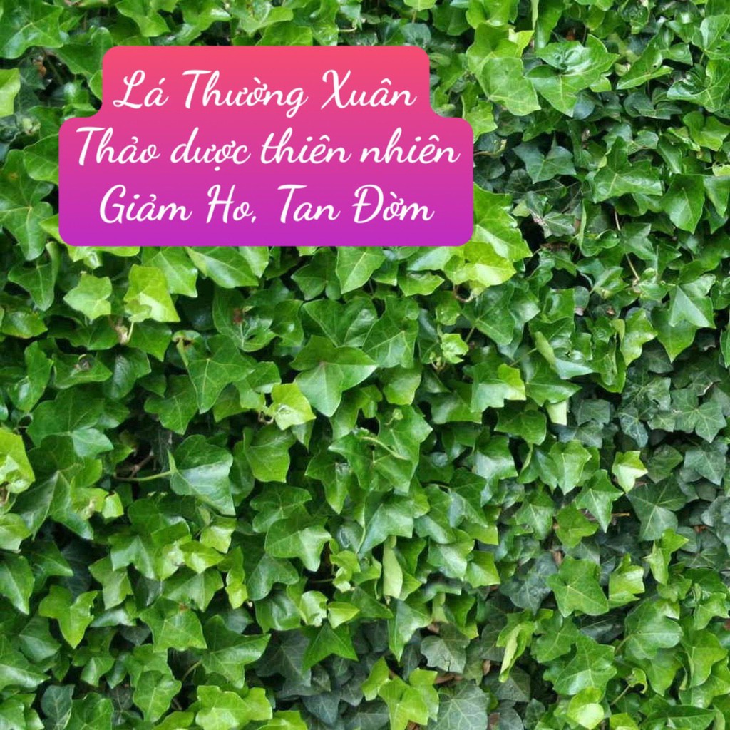 ❤️ Siro Zarbee’s Cough Syrup Day & Night (1 Ngày+1 Đêm) Mỹ, Hương Nho thơm ngọt [Date 6/2022] | BigBuy360 - bigbuy360.vn