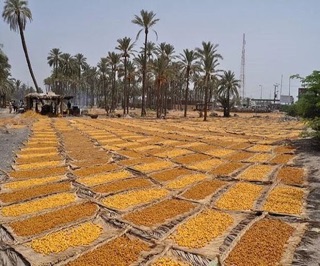 [Rẻ nhất] Quả chà là 500 gr