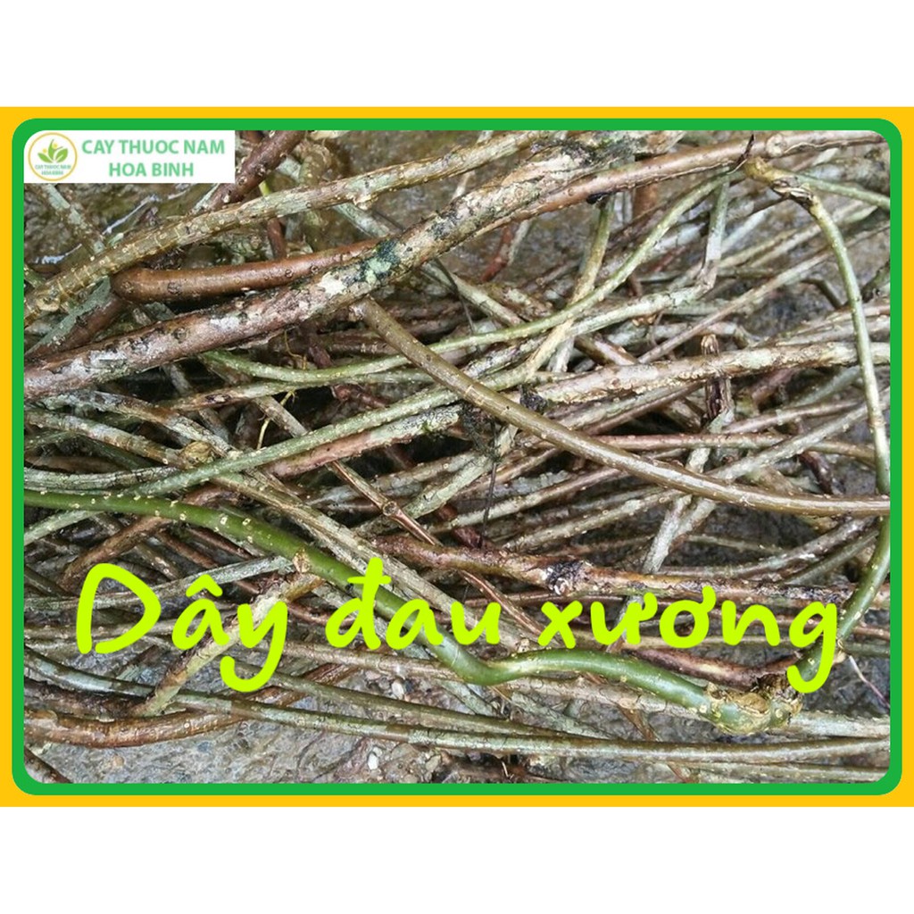 500g dây đau xương khô, sạch, mới