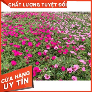 Hoa sam giọt nước 2 màu  số lượng hoa nở nhiều