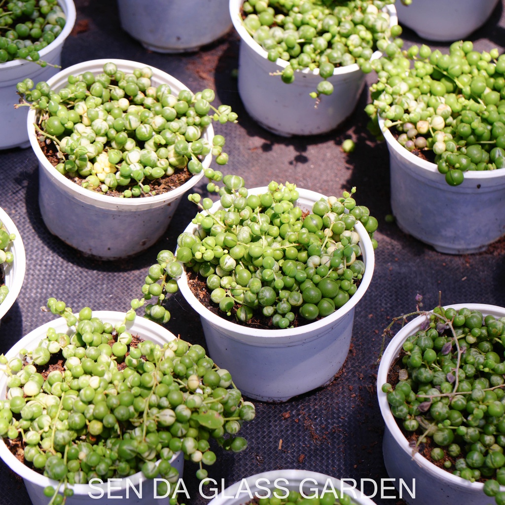Sen Đá Hạt Ngọc Var GLASS GARDEN chậu trung 9cm, dễ trồng, ưa mát, Hàng sen đá Đà Lạt, Lỗi 1 đổi 1