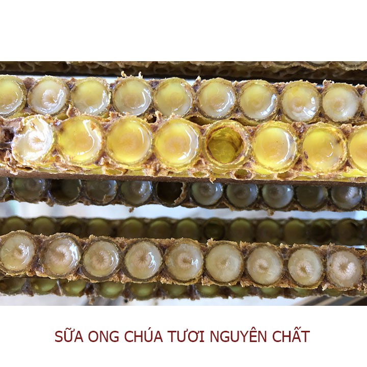 Combo Mật ong sữa chúa Honimore 500g + 1 Mật ong nguyên chất Hoa Miền Núi 360g - Giúp tăng cường đề kháng, chống lão