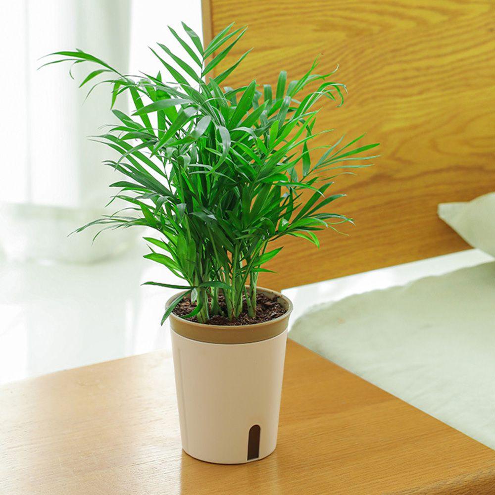 SUYO Chậu Trồng Cây Tự Hút Tiện Lợi