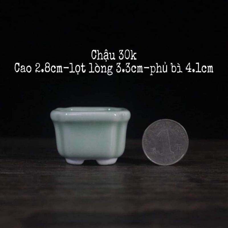 8 mẫu— Siêu chậu Tầu bonsai mini