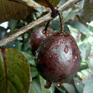 Cây 🌲 Ổi Tím lá sẽ ... đang trái