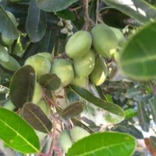 Cây 🌲 Cà Na Thái ( siêu trái)