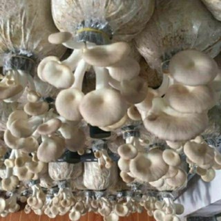 Phôi nấm bào ngư xám (phôi chất lượng, về trồng liền 5 ngày ra nấm)