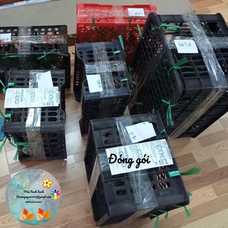 [CG] Cây Ớt pumpkin (ớt bí ngô) 50k/cây.
