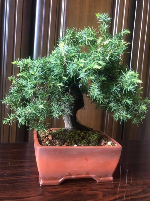 Chậu cây bonsai mã BSK-04 Gốm Bát Tràng cao cấp giá sỉ