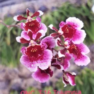 5 cây hoa lan vũ nữ bút chì