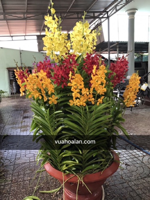 MOKARA ĐỎ CÂY CON CẮT MẸ THUẦN VƯỜN CHO HOA QUANH NĂM