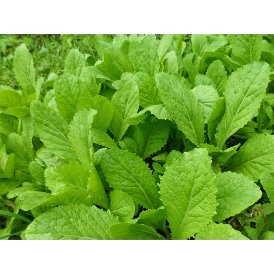 Hạt Giống Cải Bẹ Xanh