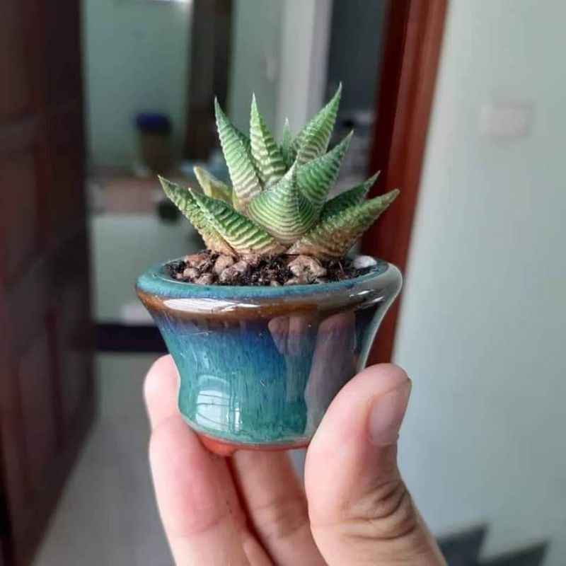 Combo 5 chậu hoả biến mini.