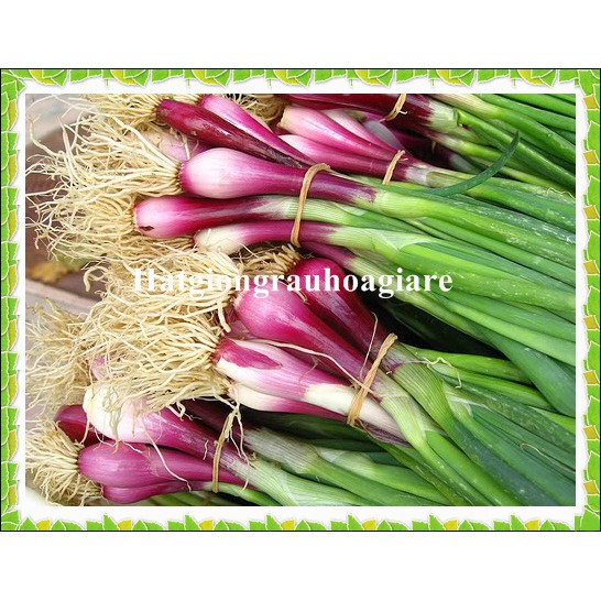 Hạt giống hành lá gốc tím tặng kích mầm