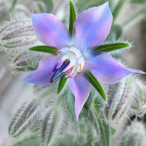 20h Hạt Giống Lưu Ly Borage LÀM TRÀ, TINH DẦU