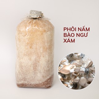 Combo 10 bịch phôi nấm bào ngư🍀pln🍀giá tận gốc