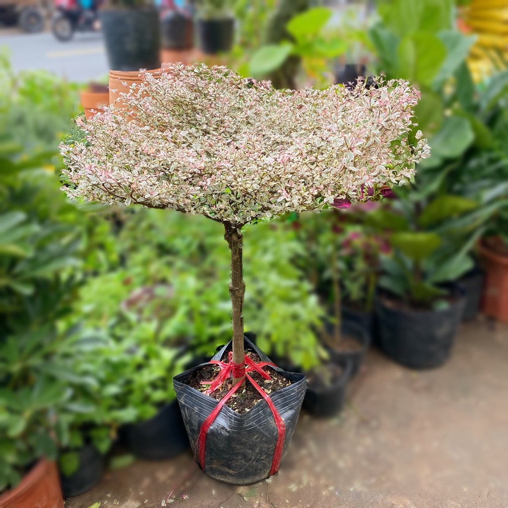 Bàng Đài Loan cẩm thạch trang trí ban công (cây cao 90cm-1m)