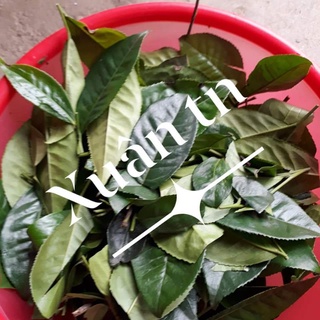 Lá trà xanh tươi cả thân cành