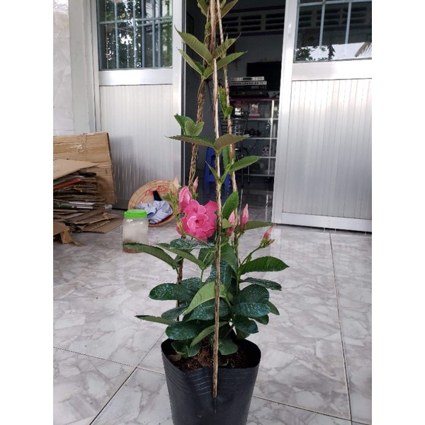 Cây Hồng Anh cánh kép