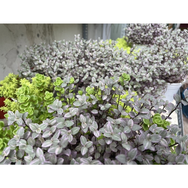 🌻 Sen Đá Cỏ Sedum Vàng, Lady Pinky, Sedum Vảy Cá FULL Chậu