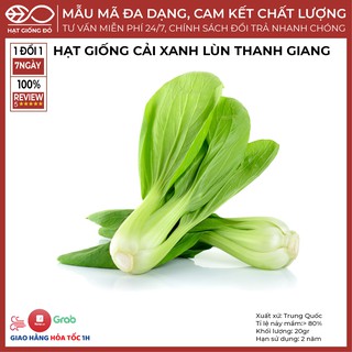 Hạt giống Cải Xanh Lùn Thành Giang (20gr) - Bẹ lá to dày, có vị ngọt và ít sơ - Khả năng chống bênh tốt